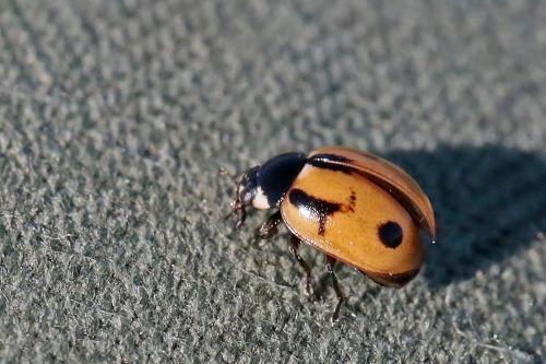 Coccinella hieroglyphica